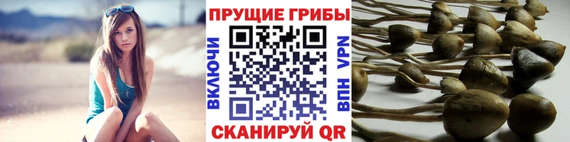 Псилоцибиновые грибы Psilocybe  Находка 