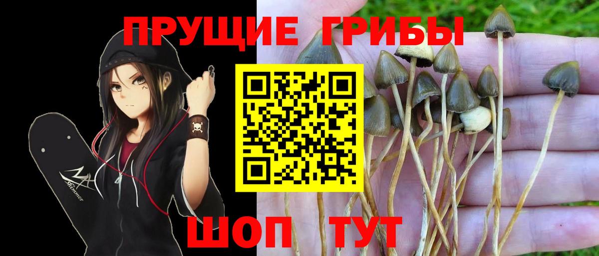 Галлюциногенные грибы Psilocybine cubensis  Вход с VPN  Находка 